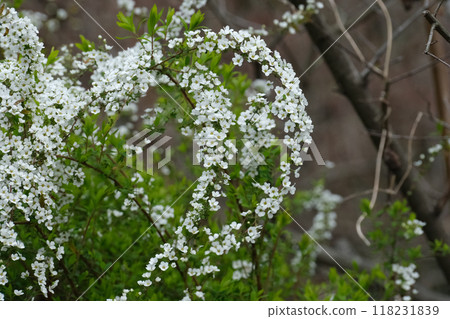 Willow flower Willow flower 118231839