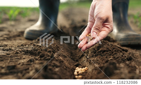 Farmer hand sprinkles seeds into ground, planting. Close up palm fingers arm with corn seeds planting vegetables in freshly plowed bed. Agricultural Big Business, Hard Labor on Farms to Provide Food 118232086
