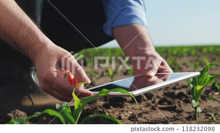Businessman digital agricultural farmer with tablet. Man holds tablet checking information on internet touching corn leaves caring for plant health. Farmer engaged in agriculture agrarian business. 118232098
