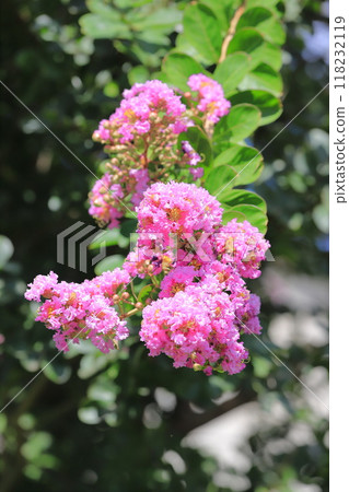 粉紅色的紫薇花和果實 粉紅色的紫薇花和果實 118232119