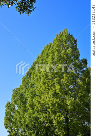 水杉高聳在藍天的襯托下，綠色的風景，盛夏的季節 118232142