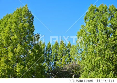 水杉高聳在藍天的襯托下,綠色的風景,盛夏的季節 水杉高聳在藍天的襯托下,綠色的風景,盛夏的季節 118232143