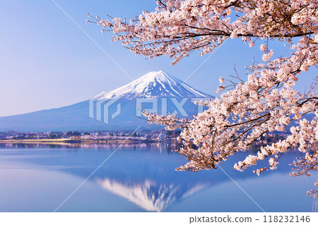 Spring Fuji in Japan and cherry blossoms Spring Fuji in Japan and cherry blossoms 118232146