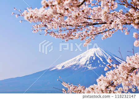 Spring Fuji in Japan and cherry blossoms Spring Fuji in Japan and cherry blossoms 118232147