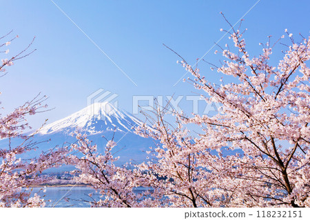 Spring Fuji in Japan and cherry blossoms Spring Fuji in Japan and cherry blossoms 118232151