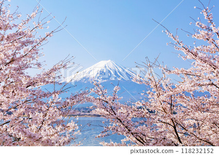 Spring Fuji in Japan and cherry blossoms Spring Fuji in Japan and cherry blossoms 118232152