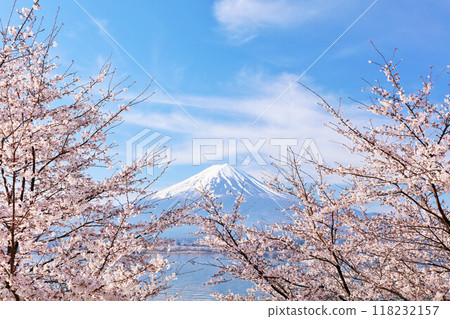 Spring Fuji in Japan and cherry blossoms Spring Fuji in Japan and cherry blossoms 118232157