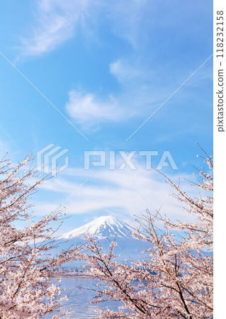 Spring Fuji in Japan and cherry blossoms 118232158