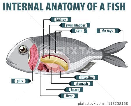 Internal Anatomy of a Fish Internal Anatomy of a Fish 118232168