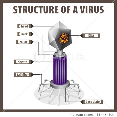 Structure of a Virus Structure of a Virus 118232190