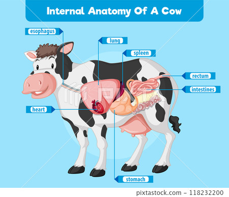 Internal Anatomy of a Cow Internal Anatomy of a Cow 118232200