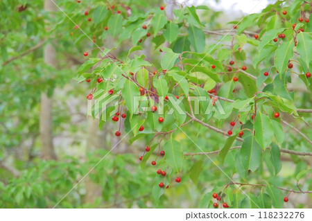 紅堅果 紅堅果 118232276