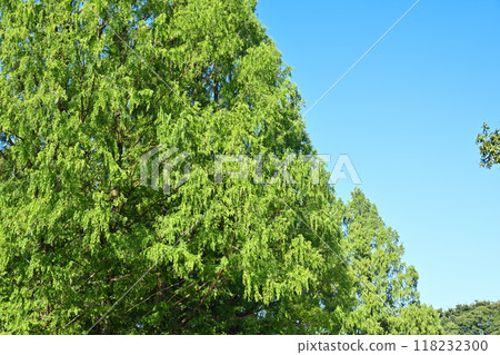 成排的水杉樹，綠色的風景，盛夏的季節 118232300