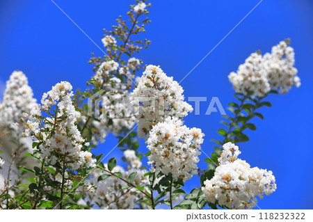 純白色紫薇花果 純白色紫薇花果 118232322