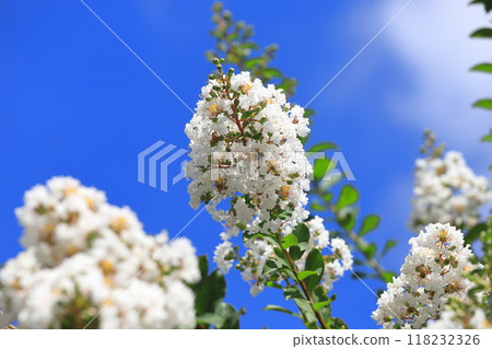 純白色紫薇花果 純白色紫薇花果 118232326