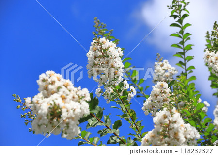 純白色紫薇花果 純白色紫薇花果 118232327