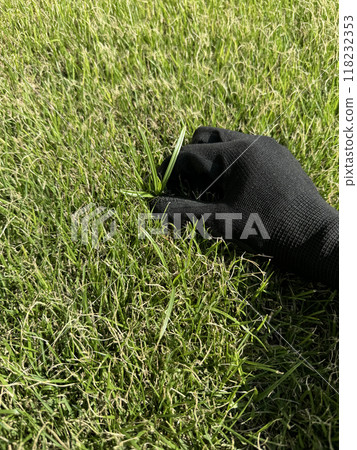 Removing weeds from the lawn 118232353