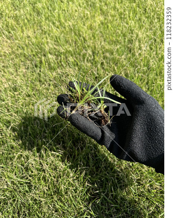 清除草坪上的雜草 清除草坪上的雜草 118232359