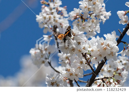 A red admiral butterfly sucking nectar from a cherry tree A red admiral butterfly sucking nectar from a cherry tree 118232429