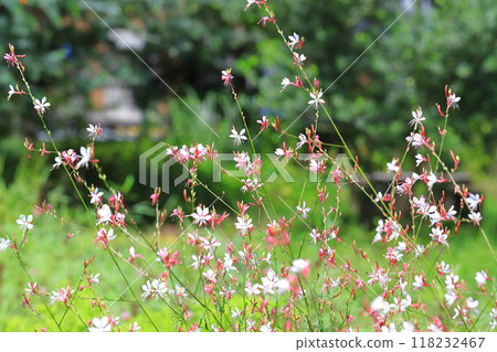 White gaura swaying in the wind White gaura swaying in the wind 118232467