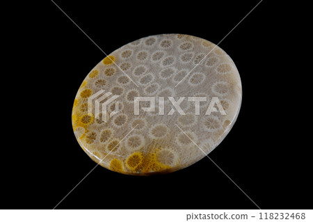 Fossil Coral Sea History Fossil Coral Sea History 118232468