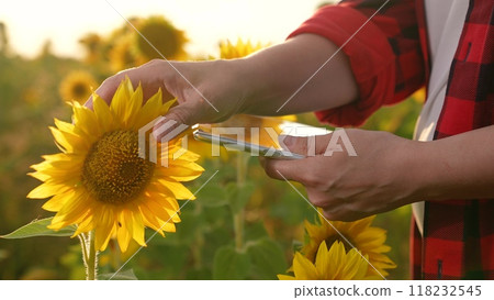 farmer hand working digital tablet, business sunflower field, farmer using tablet, sunflower field technology, agriculture digital management, farming productivity apps, agricultural business tools farmer hand working digital tablet, business sunflower field, farmer using tablet, sunflower field technology, agriculture digital management, farming productivity apps, agricultural business tools 118232545