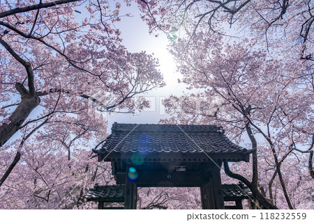 Ina City, Nagano Prefecture: Cherry blossoms in full bloom at Takato Castle Park, said to be the best in the country, and the Toyamon Gate Ina City, Nagano Prefecture: Cherry blossoms in full bloom at Takato Castle Park, said to be the best in the country, and the Toyamon Gate 118232559
