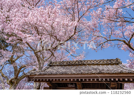 Ina City, Nagano Prefecture: Cherry blossoms in full bloom at Takato Castle Park, said to be the best in the country, and the Toyamon Gate 118232560