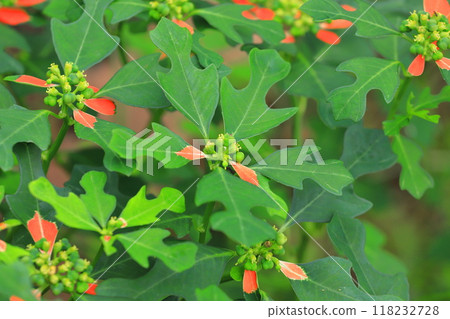 山火或夏季一品紅 118232728