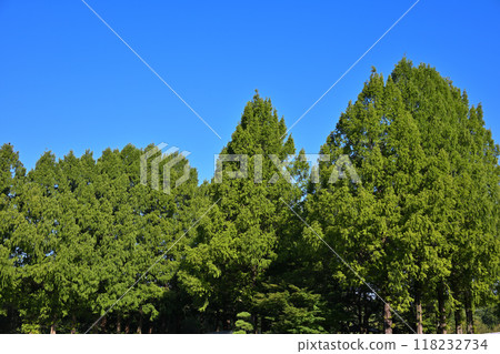 水杉高聳在藍天的襯托下，綠色的風景，盛夏的季節 118232734