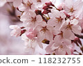Sakura 118232755
