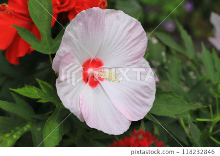 泰坦維卡斯兒童小叮噹 泰坦維卡斯兒童小叮噹 118232846