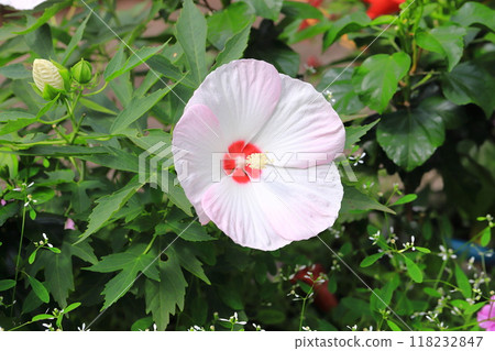 Titan Vic Kids Tinkerbell Titan Vic Kids Tinkerbell 118232847