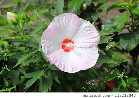 泰坦維卡斯兒童小叮噹 泰坦維卡斯兒童小叮噹 118232848