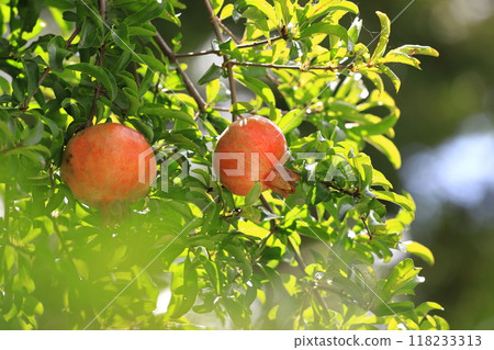 Large colored pomegranate fruit 118233313
