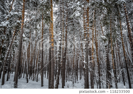 Snow on the trees Snow on the trees 118233500