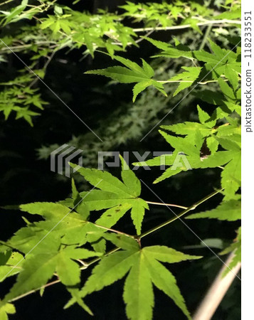 Illuminated maple trees at night Illuminated maple trees at night 118233551