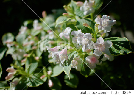 The variegated red Deutzias are in bloom. Their flower language is "abundant and beautiful" and "fickleness." 118233899