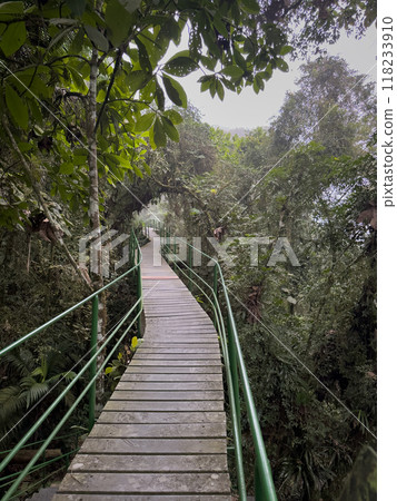 Serene Walkway Through the Lush Tropical Rainforest 118233910