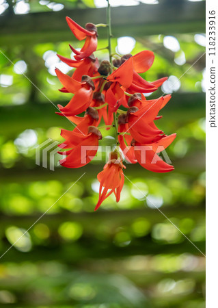 穆納克的紅色花朵 118233916