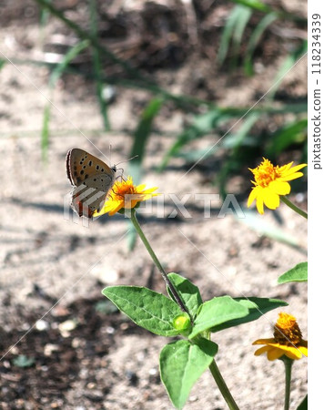鮮花和可愛的西瓜 118234339