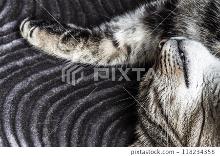 Sleeping cat face Sleeping cat face 118234358