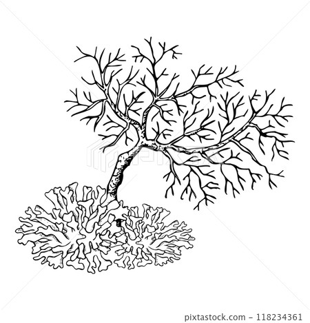Corals reef in ocean or Red sea black and white ink vector illustration. Tropical seabed animal in simple line style. Underwater marine prints 118234361