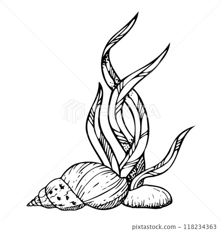 Spiral seashell with rock and seaweed on seabed black and white ink vector illustration. Monochrome underwater plants and mollusk snail line drawing. Sea bottom sketch for marine designs 118234363