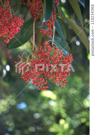 The fruit of the coral tree begins to color - 2024 (Thu) 118234368