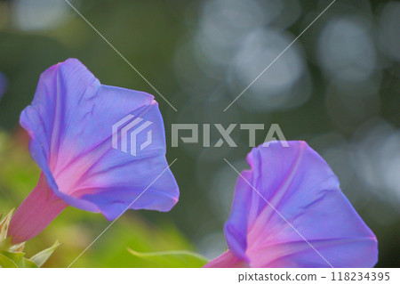 藍色牽牛花花 藍色牽牛花花 118234395