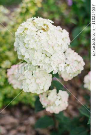White pink paniculate hydrangea flower Framboisine in the garden 118234587