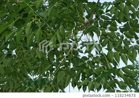 Young fruit of Sendan 118234678