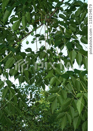 Sendan的年輕果子 Sendan的年輕果子 118234679