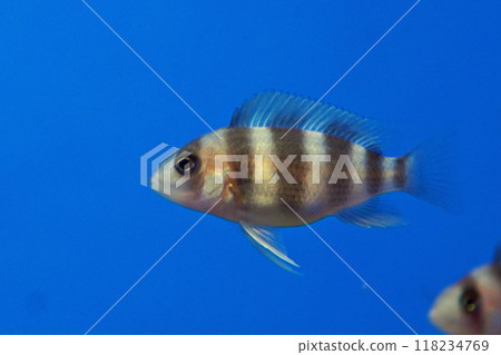 Juvenile Cyphotilapia frontosa 118234769